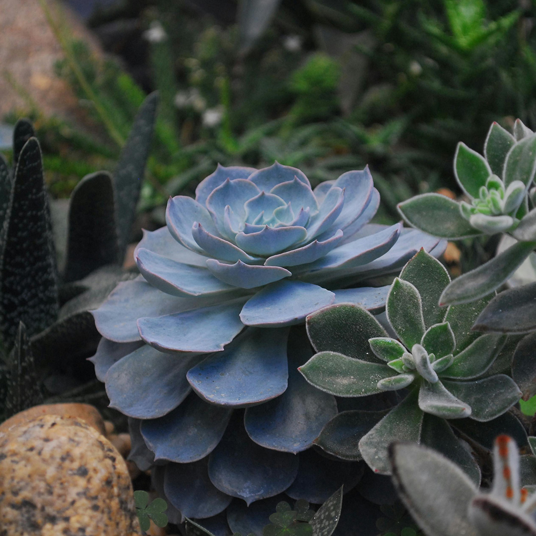 Cactus Growing Light
