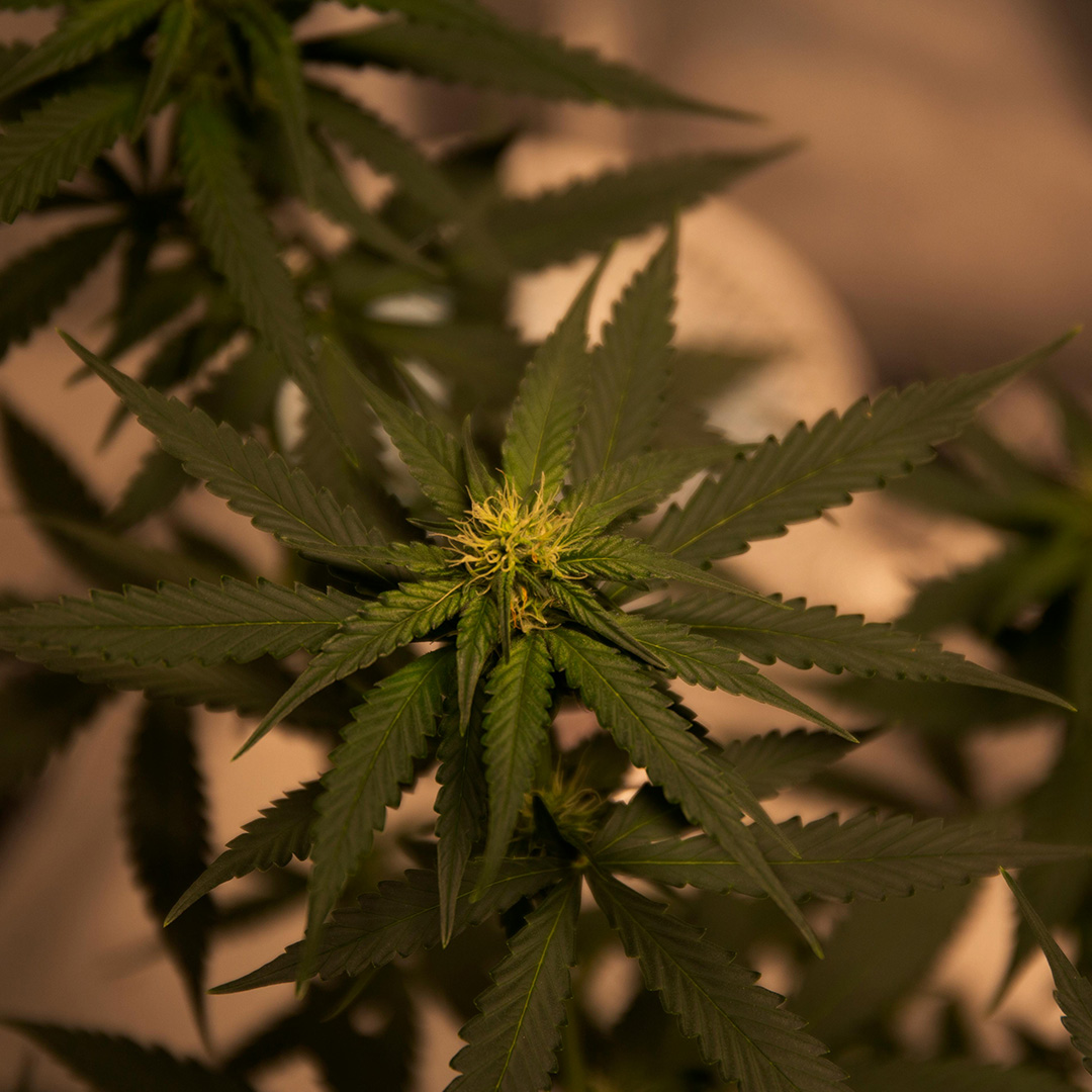 LED Cannabis Grow Lights