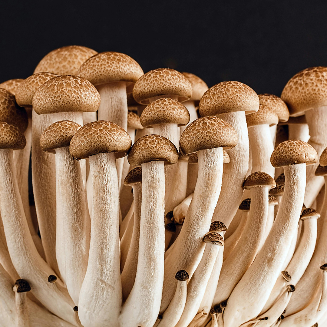 Mushroom Grow Light