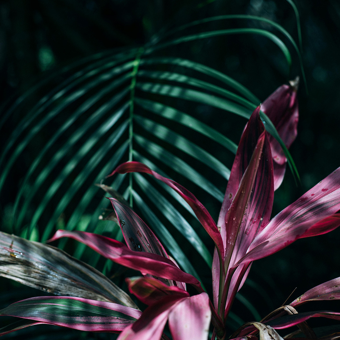 Tropical Plant Grow Light