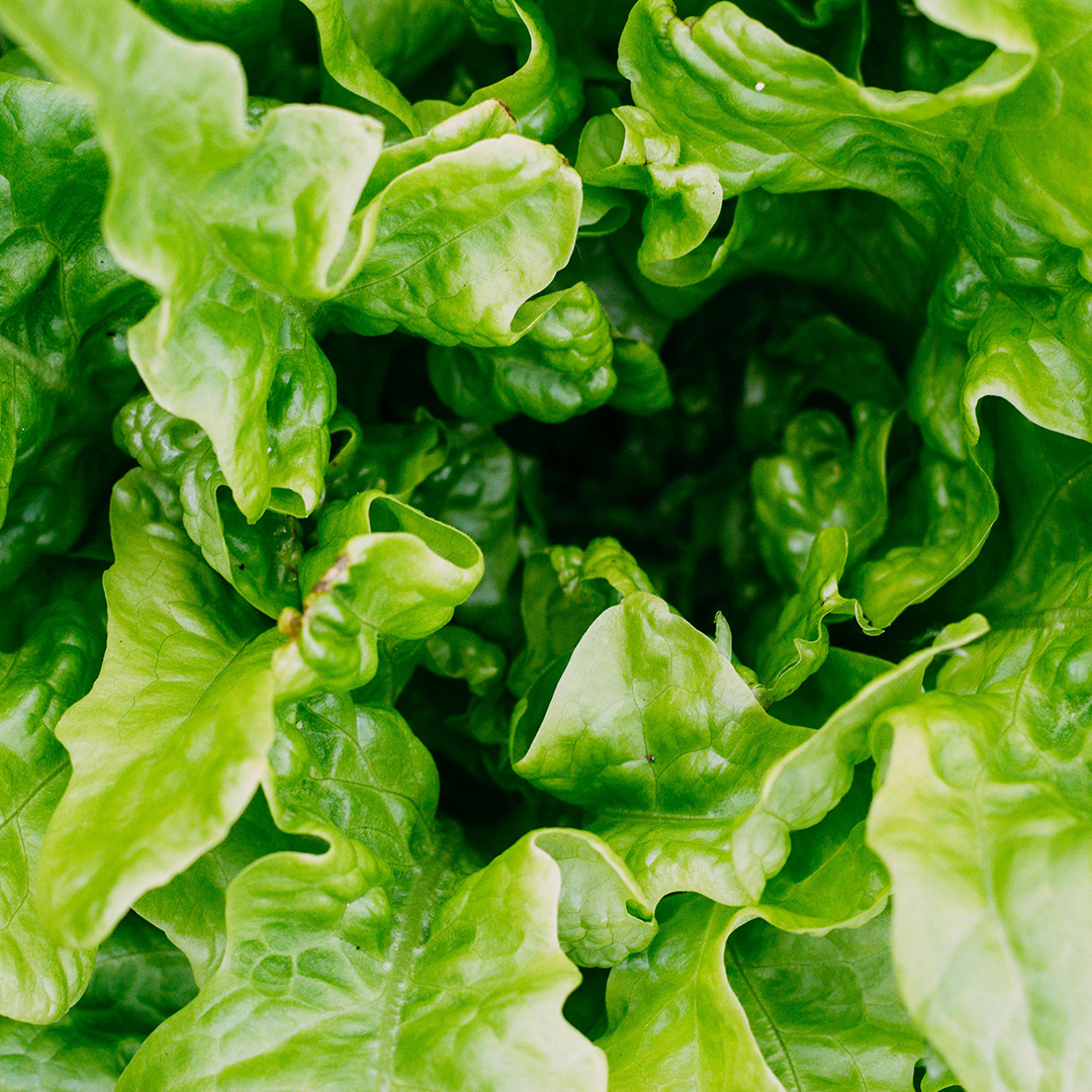 Grow Lights For Lettuce
