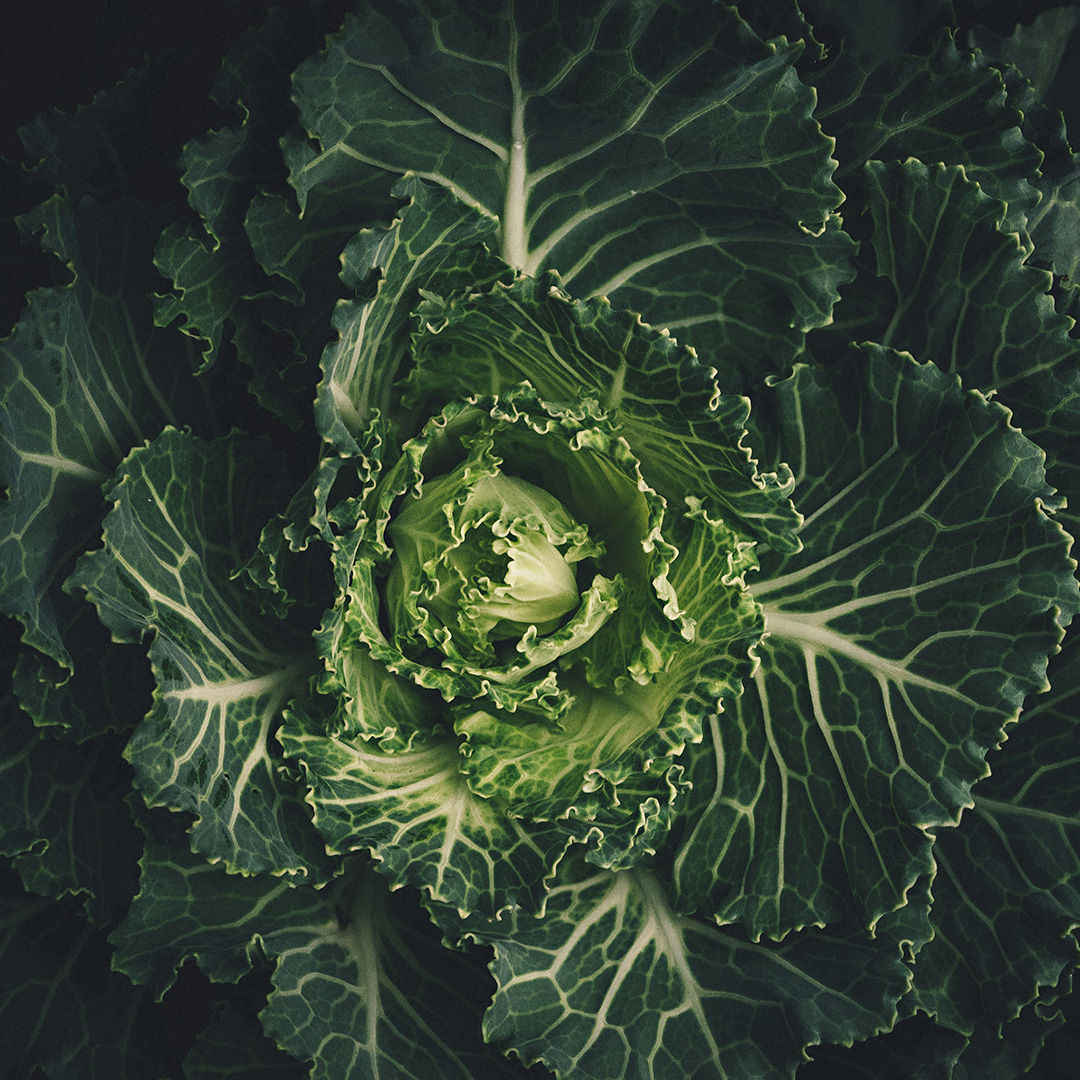 Grow Lights For Vegetables